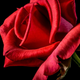 Illustration for article titled Dozens Charged Over $6 Million Fraud and Internet Romance Scheme